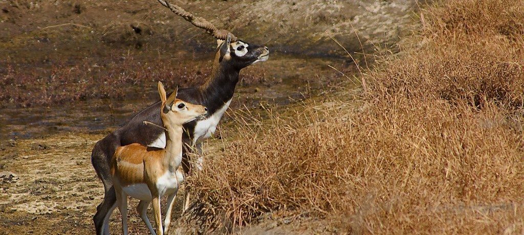 Antilope, Sasan Gir, India - Shutterstock Sasan Gir