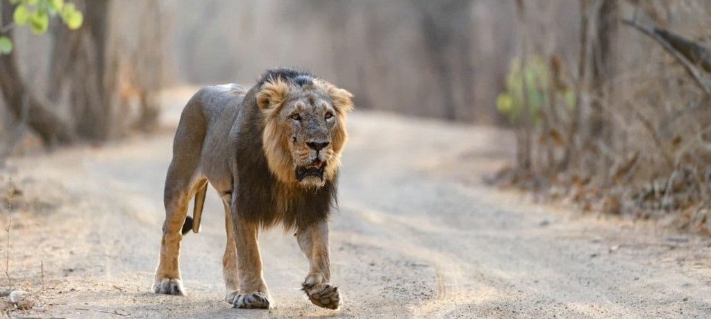 Sasan Gir, Big Five India