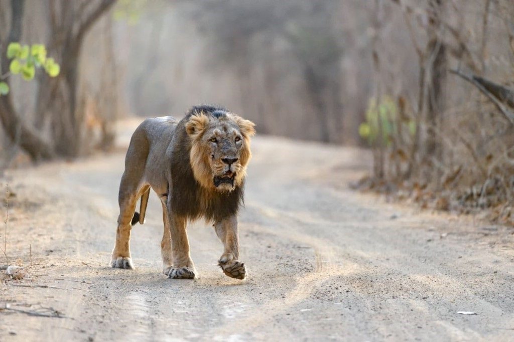 Sasan Gir, Big Five India