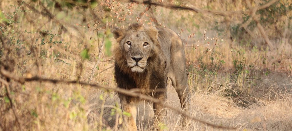 Perzische leeuw, Sasan Gir National Park