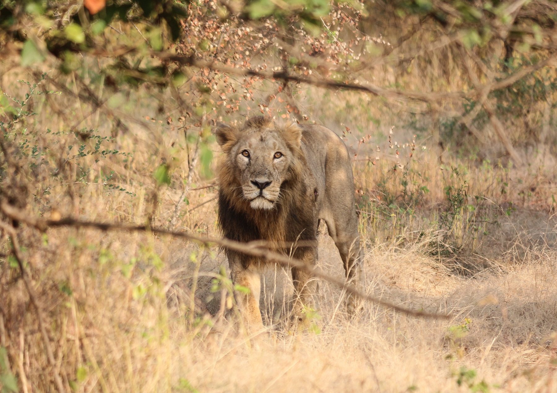 Sasan Gir National Park, natuurreis West India