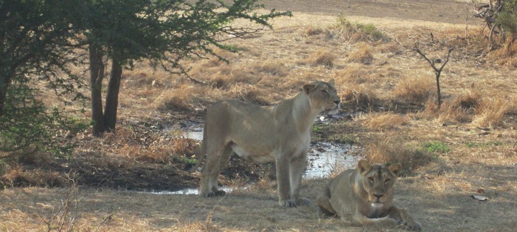 Perzische leeuw, Sasan Gir National Park