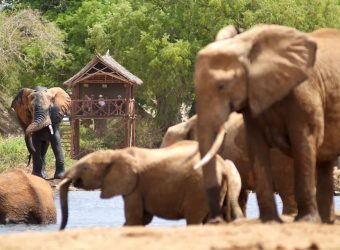 Waterhole observatietoren
