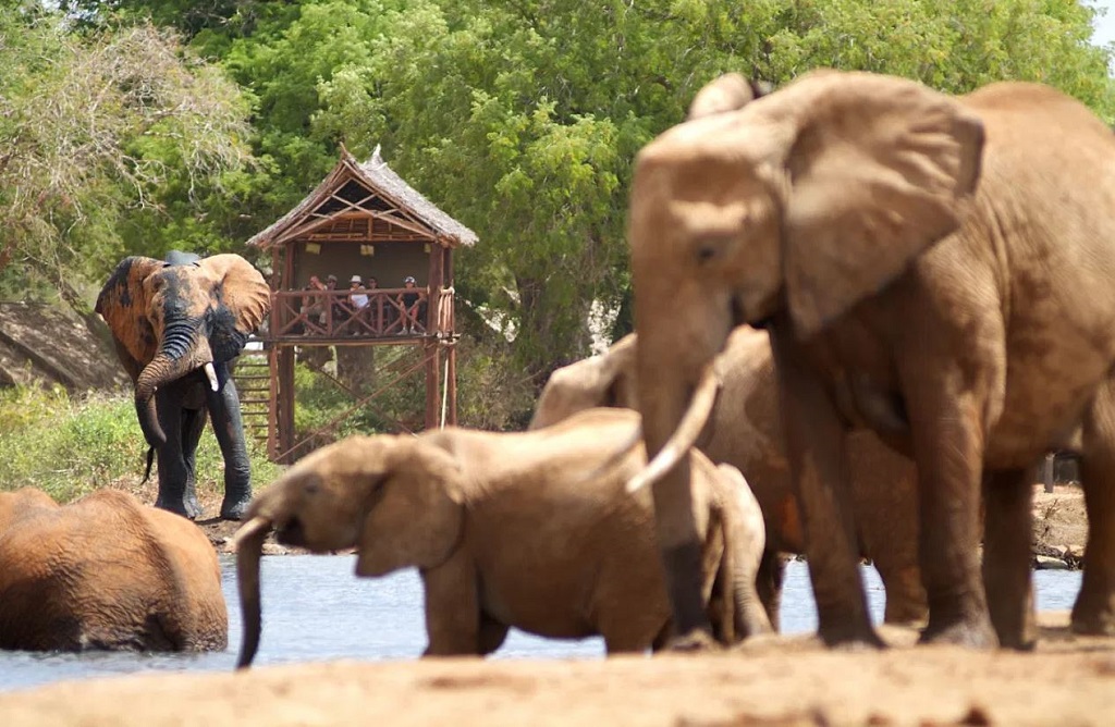 Waterhole observatietoren