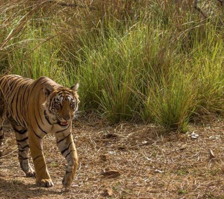 Satpura National Park