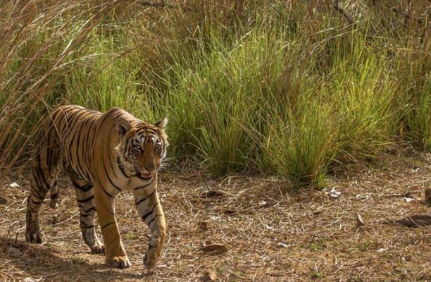 Satpura National Park - Forsyth lodge