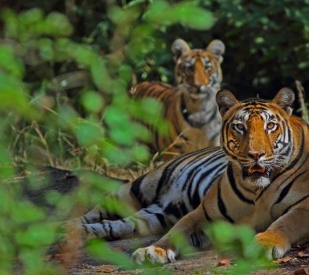 Satpura - Reni Pani jungle lodge