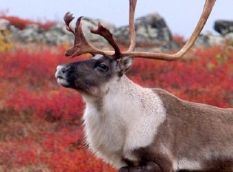 Schmock Lake Tundra Camp, Arctische zomerreis Seal River