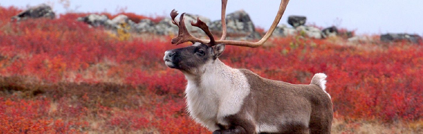 Schmock Lake Tundra Camp, Arctische zomerreis Seal River