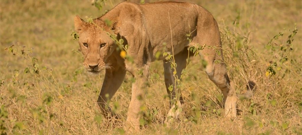 Selous River Camp