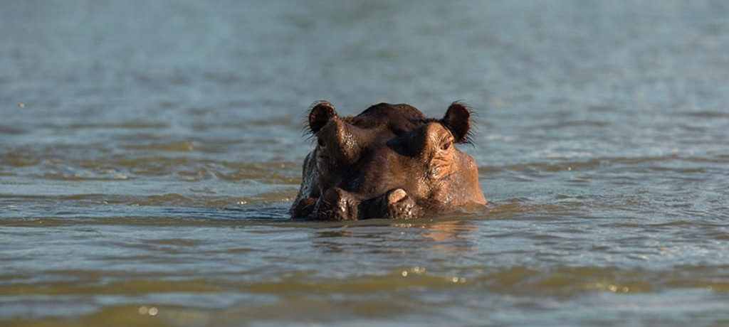 Selous River Camp