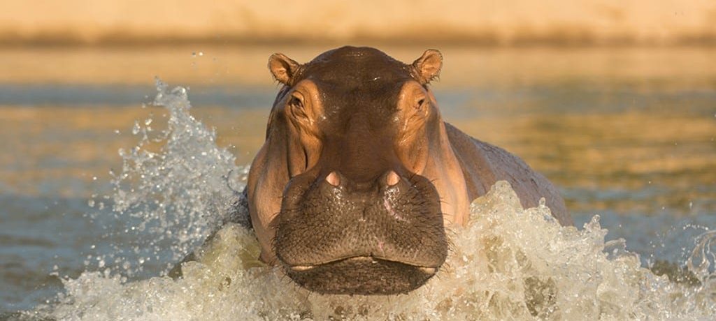 Selous River Camp