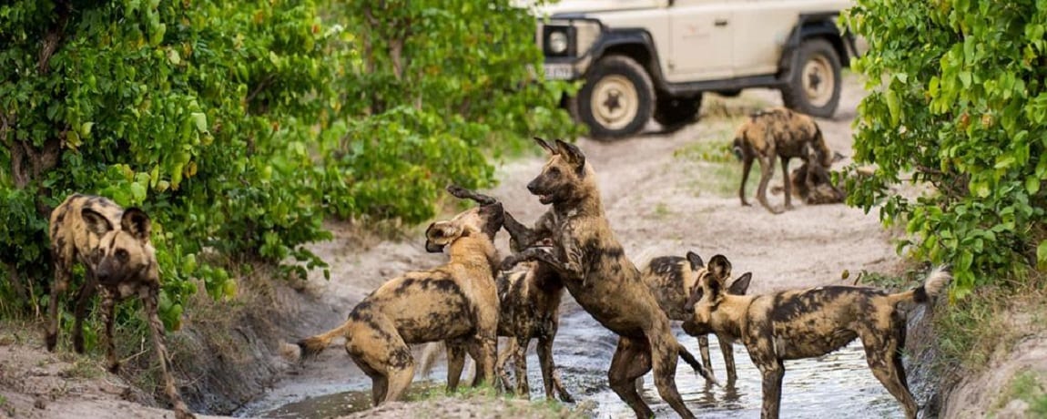 Wilde honden in Selous, Rondreis zuid Tanzania