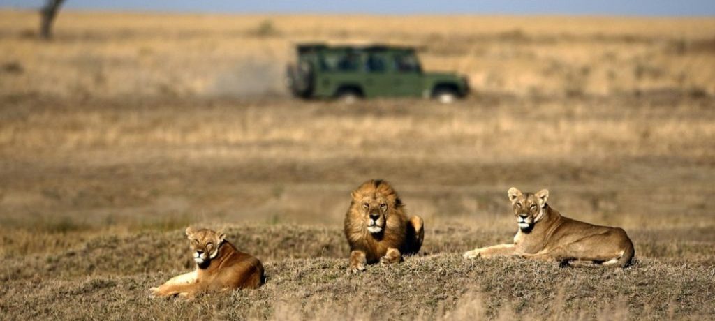 Serengeti op safari in Tanzania