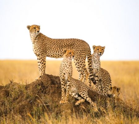 Serengeti