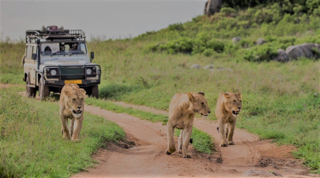 Serengeti National Park, game drive, Tanzania safari rondreis