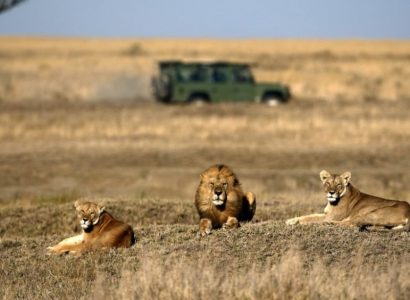 Serengeti op safari in Tanzania