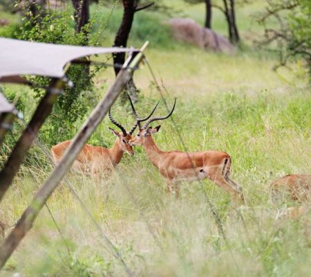 Wildlife
