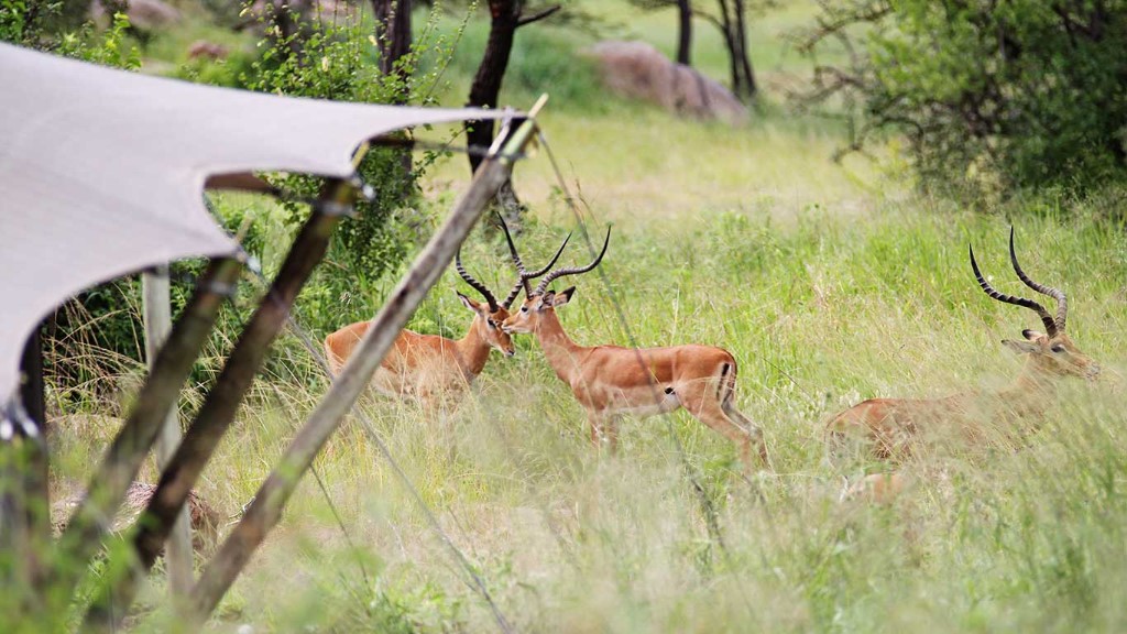 Wildlife