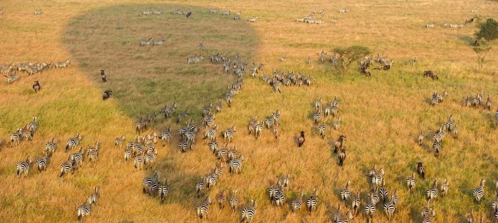 Serengeti Serena Safari Lodge