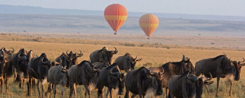 Wildebeest migratie Tanzania, Noord Tanzania