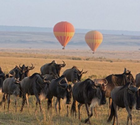 Wildebeest migratie Tanzania, Noord Tanzania