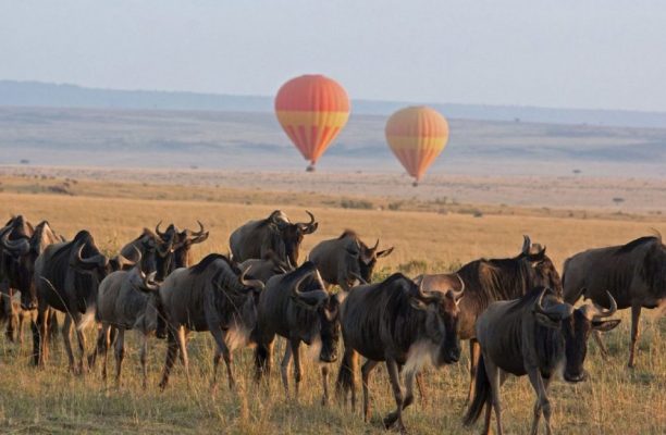 Wildebeest migratie Tanzania, Noord Tanzania