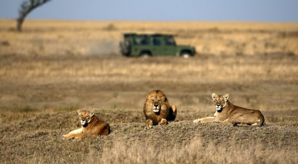 Serengeti op safari in Tanzania