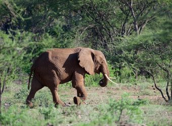 Olifant