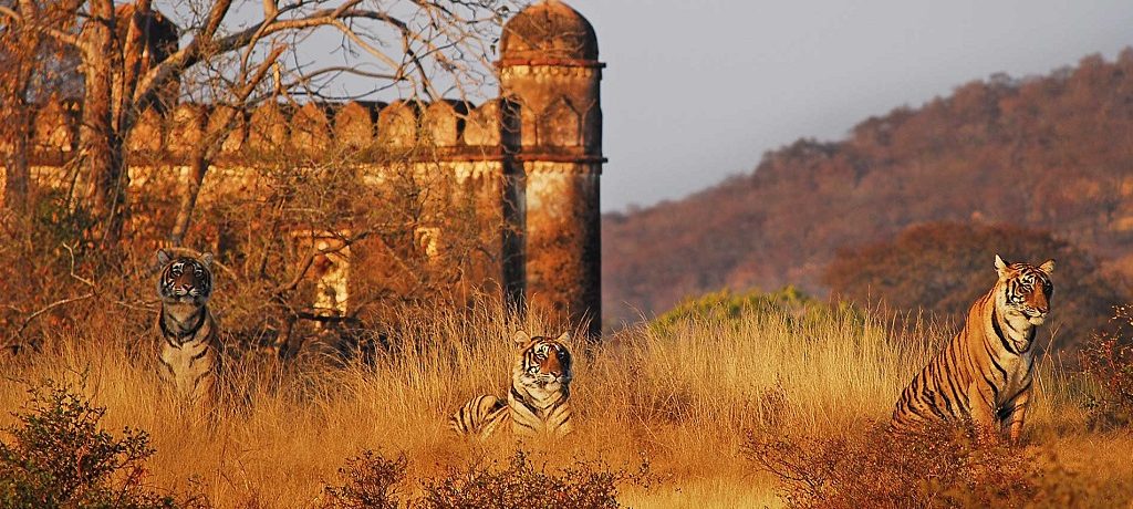 Beste tijd India, Ranthambore tijgersafari, Ultieme tijger reis