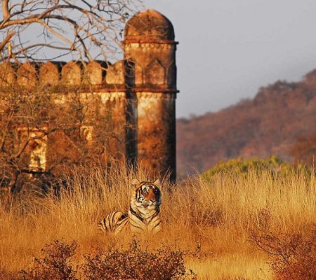 Beste tijd India, Ranthambore tijgersafari, Ultieme tijger reis