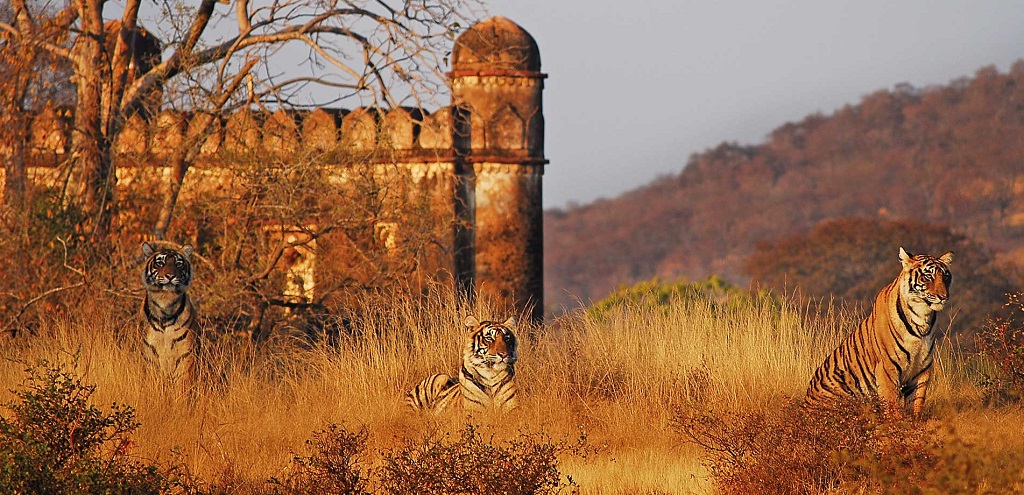 Beste tijd India, Ranthambore tijgersafari, Ultieme tijger reis