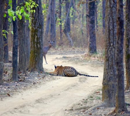 Shergarh tijgersafari