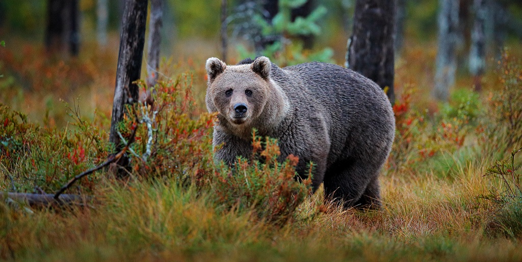 Bruine beren in Finland spotten