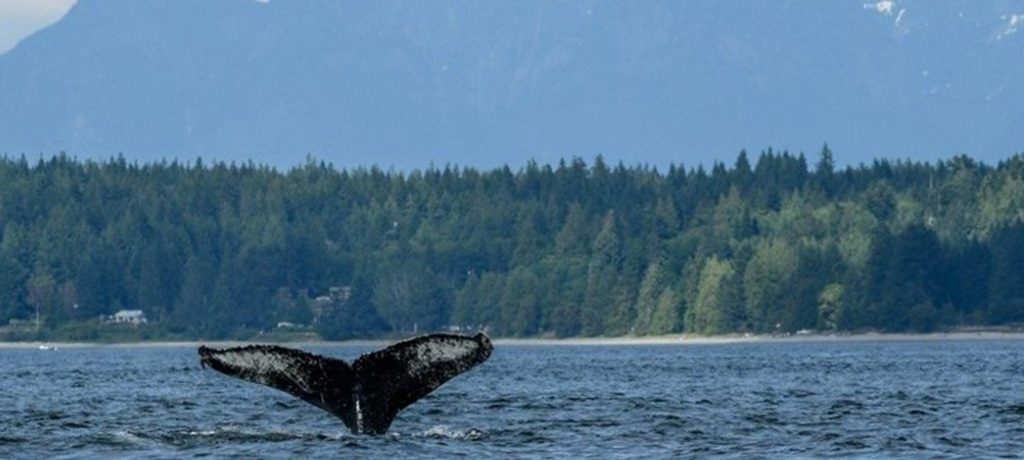 Bultrug, Vancouver Island, Canada - Shutterstock Bultrug, Vancouver Island, Canada - Shutterstock
