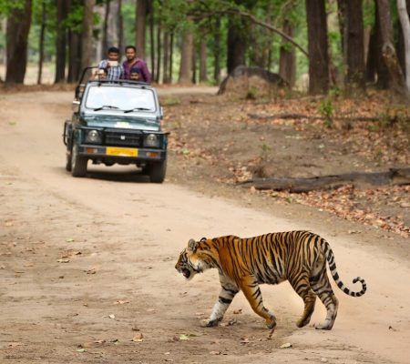 Game drive