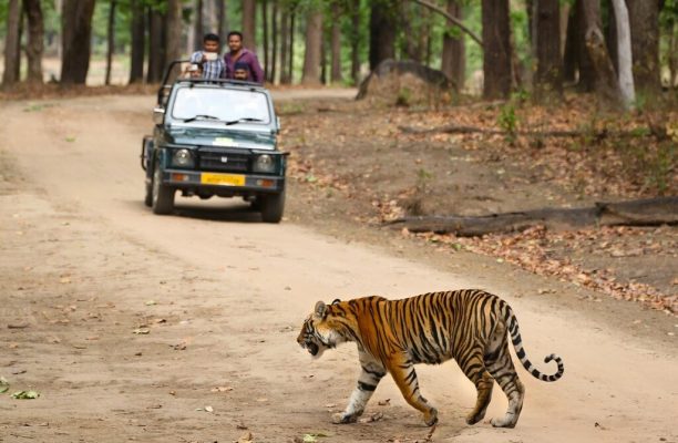 Game drive