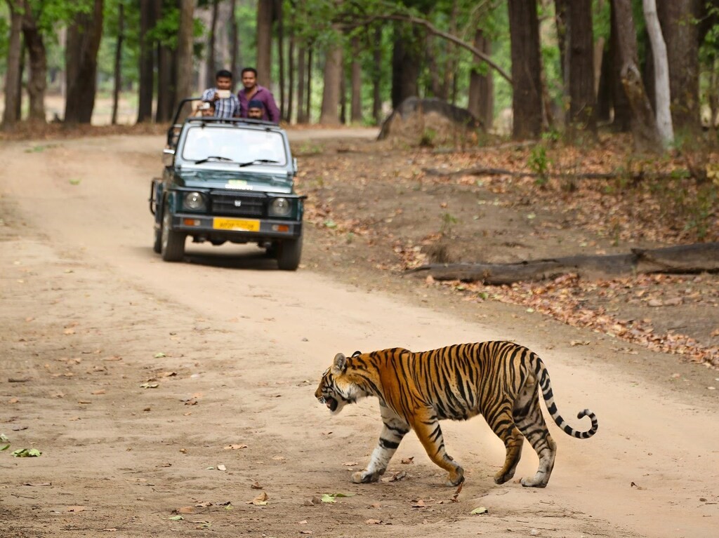 Game drive