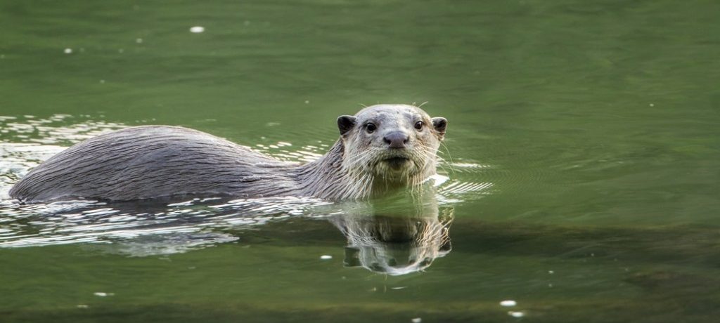 Slanke otter