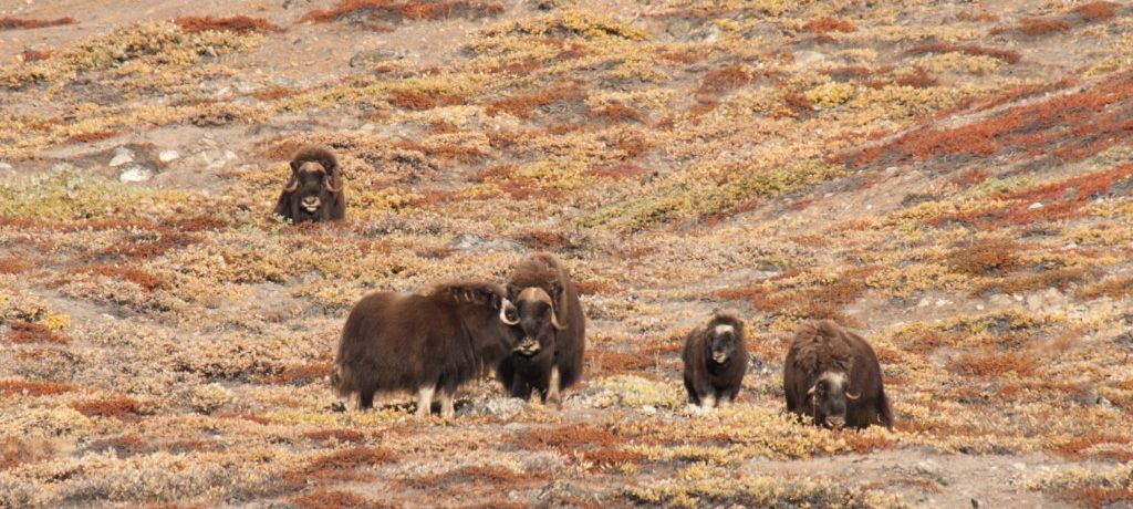 Small herd of Musk Oxen_Erwin Vermeulen