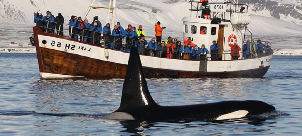 Orka safari, Snaefellsnes