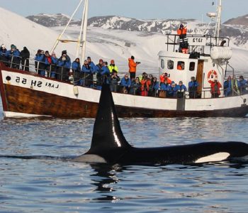 Orka safari, Snaefellsnes