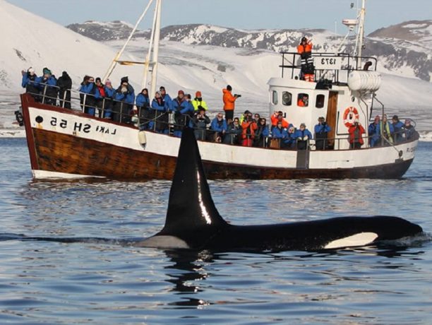 Orka safari, Snaefellsnes
