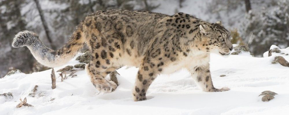 Sneeuwluipaard, Himalaya, Nepal, India, Azië - Shutterstock