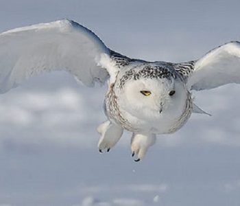 Sneeuwuil - Bert de Tilly