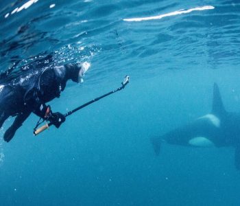 Snorkelen met orka's © Goran Ehime zwemmen met orka's, Waterproof expeditions, orka's in Noorwegen