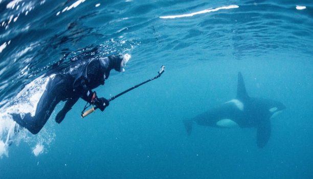 zwemmen met orka's, Waterproof expeditions, Noorwegen © Goran Ehime