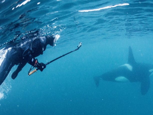 zwemmen met orka's, Waterproof expeditions, orka's in Noorwegen