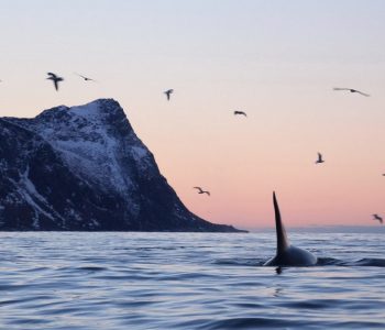 Snorkelen met orka's, Waterproof expeditions, Noorwegen