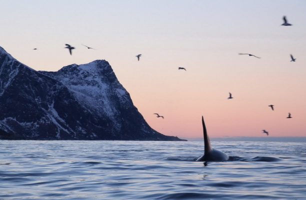 Snorkelen met orka's, Waterproof expeditions, Noorwegen